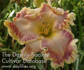 Daylily Fancy Grillwork